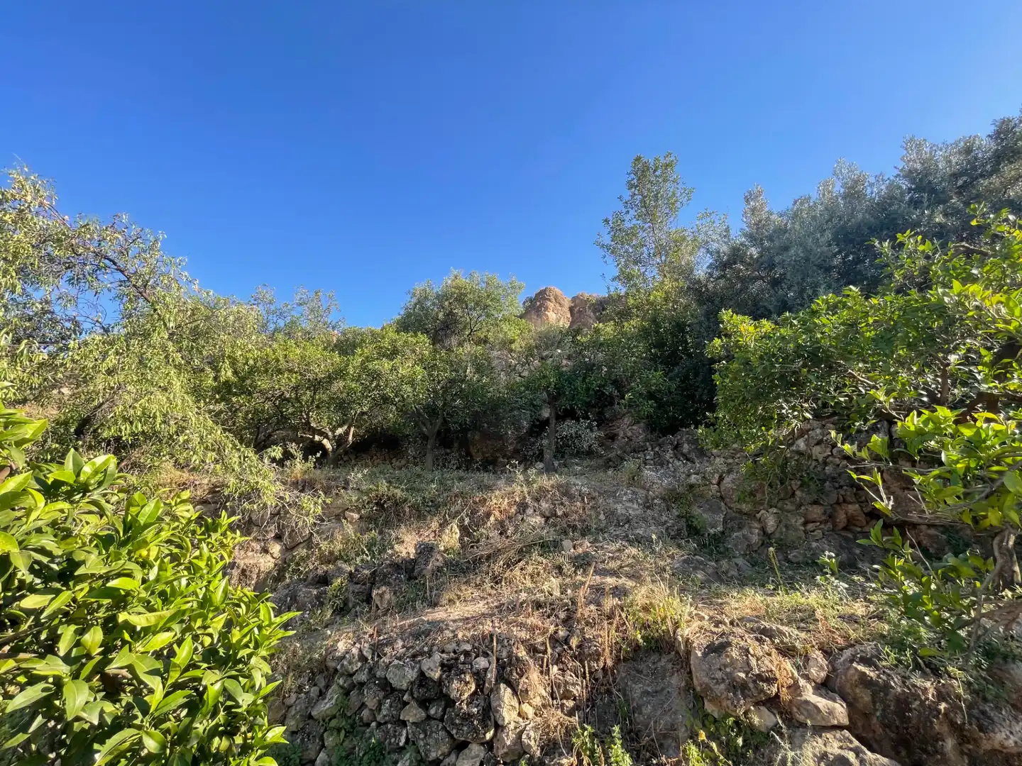 Terreno en venta en Alicún