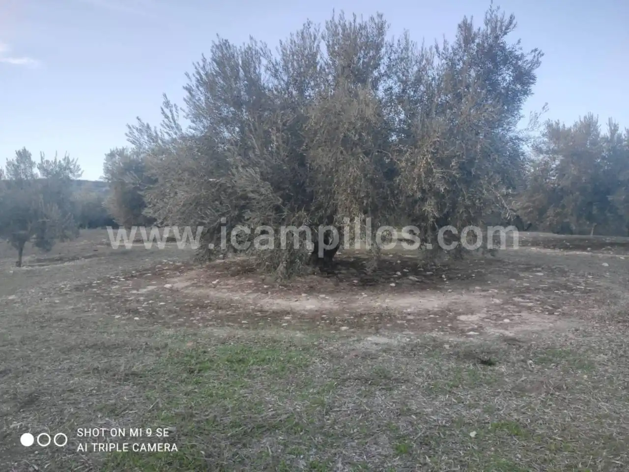 Rural land for sale in Calle TERMINO DE NUEVA CARTEYA, imagen 3