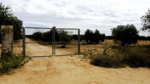 Photo 3 of Land for sale in Polígono 11 Parcela 69 el Llano. Villamanrique de, Villamanrique de la Condesa, Sevilla