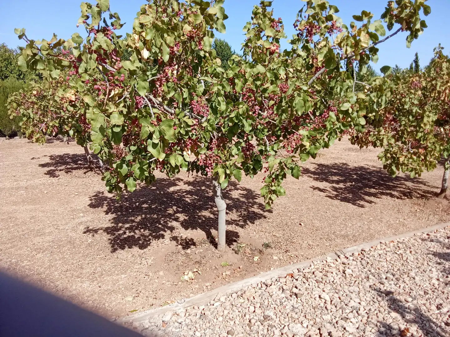 Jardí de Casa o xalet en venda en Ciudad Real amb Calefacció, Jardí privat i Traster