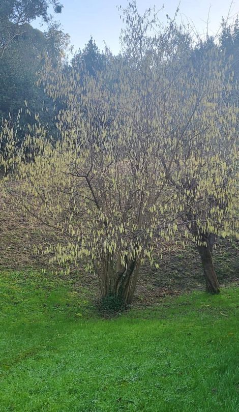 Garden of Land for sale in Urduliz