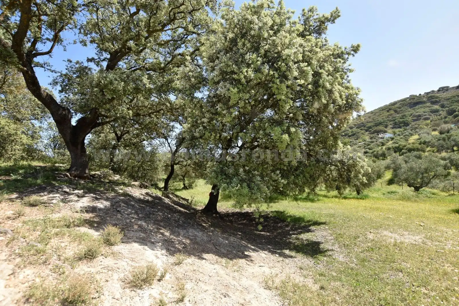 Finca rústica en venda en Ronda