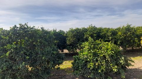 Oportunidad Finca de Naranjo, immagine 3