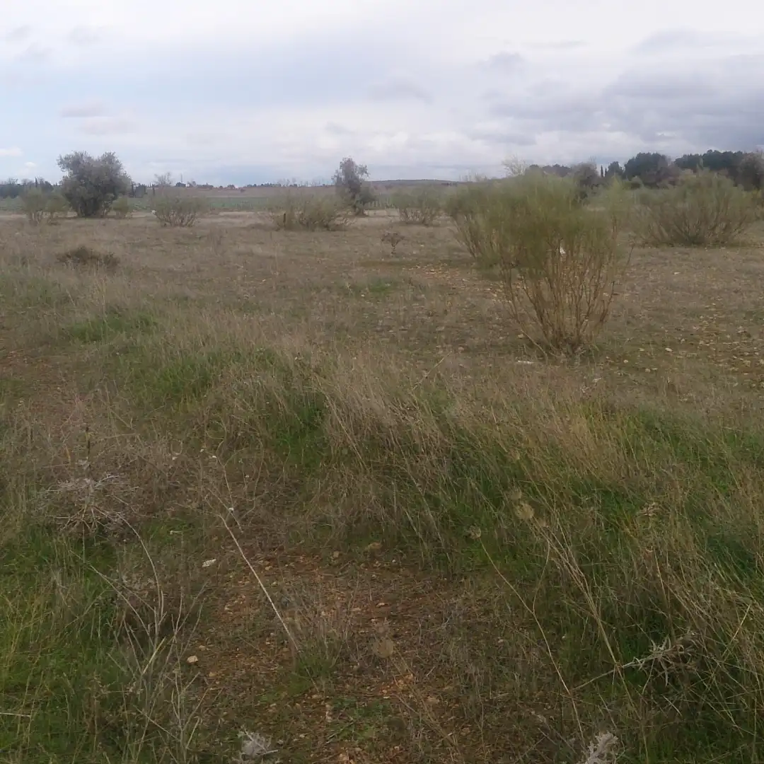 Terreno rústico en venta en Carrión de Calatrava, imagen 3