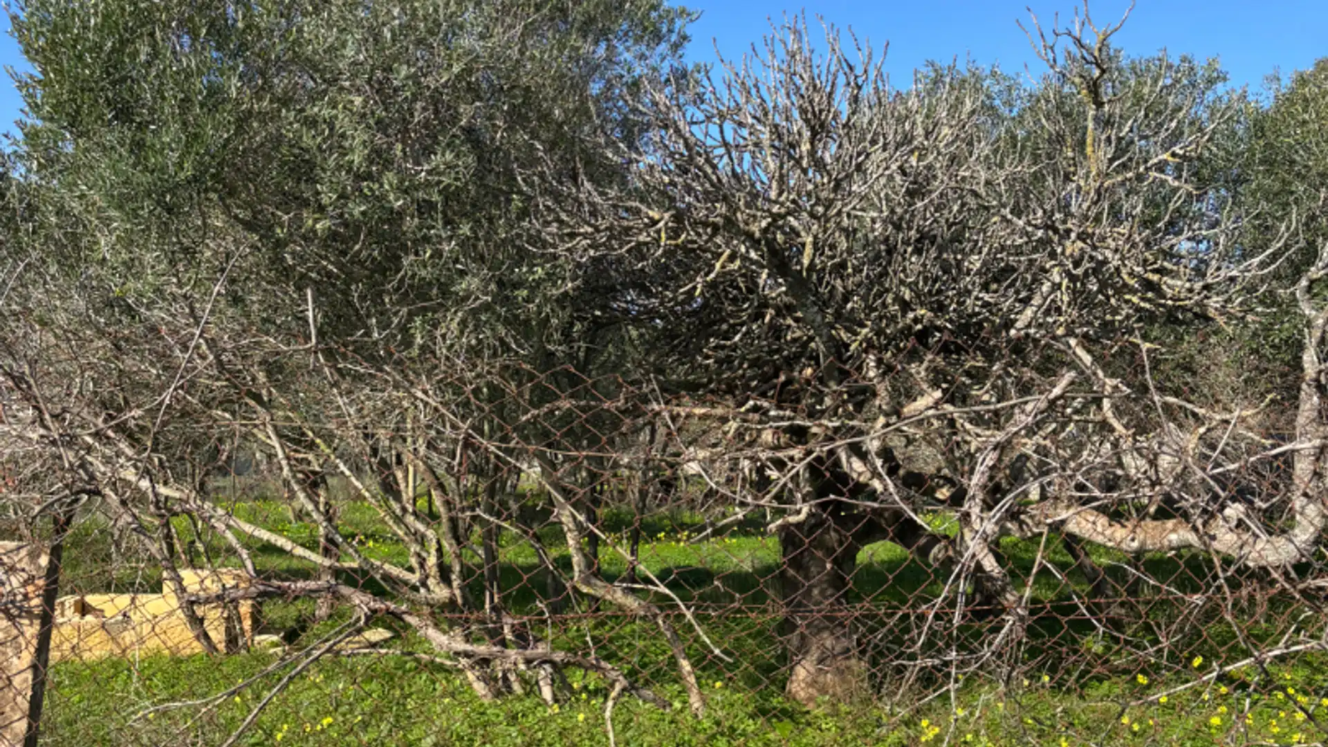 Terreno en venta en Chiclana de la Frontera