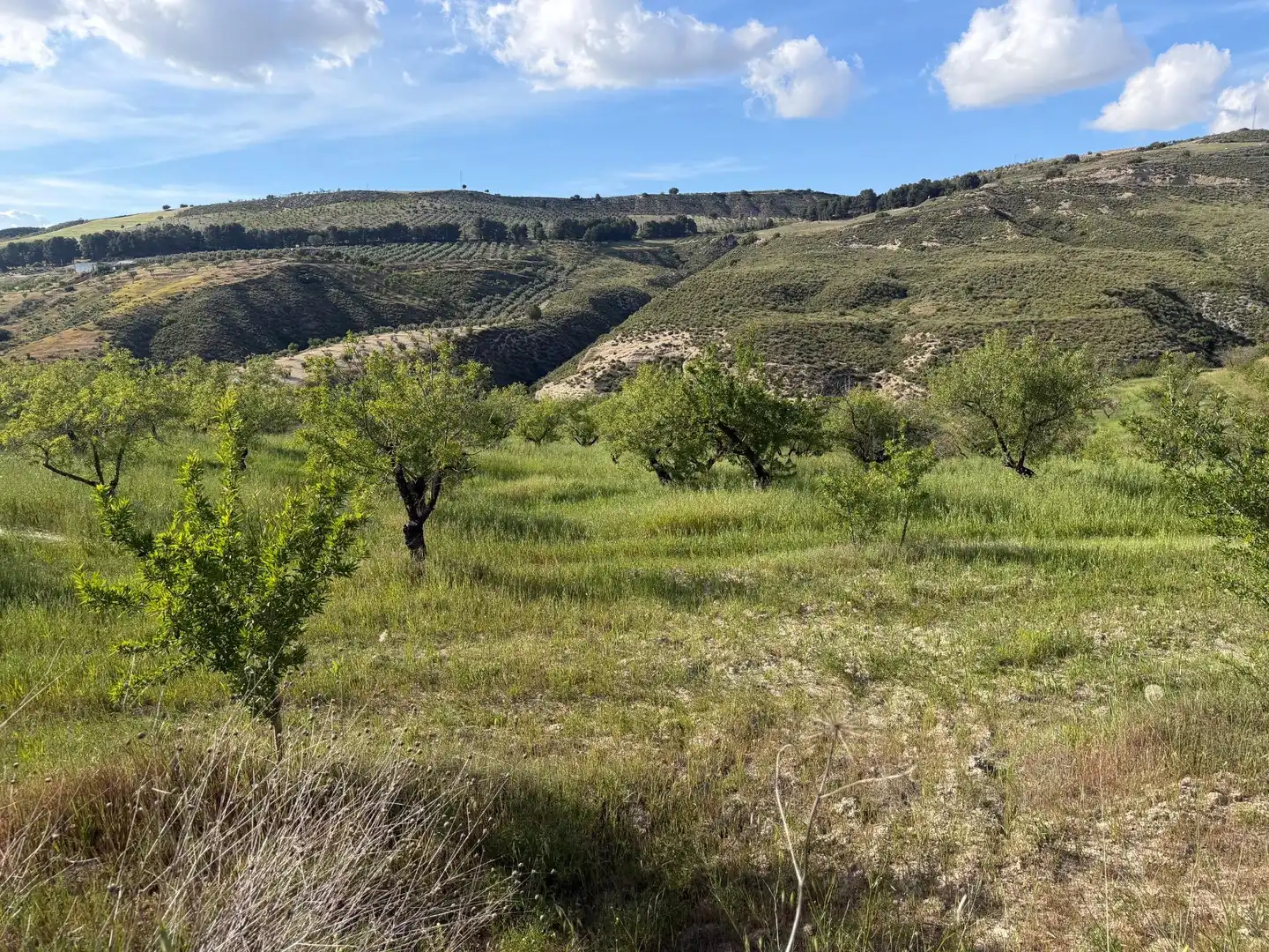 Rural land for sale in Lugar Poligono 7 Parcela 55