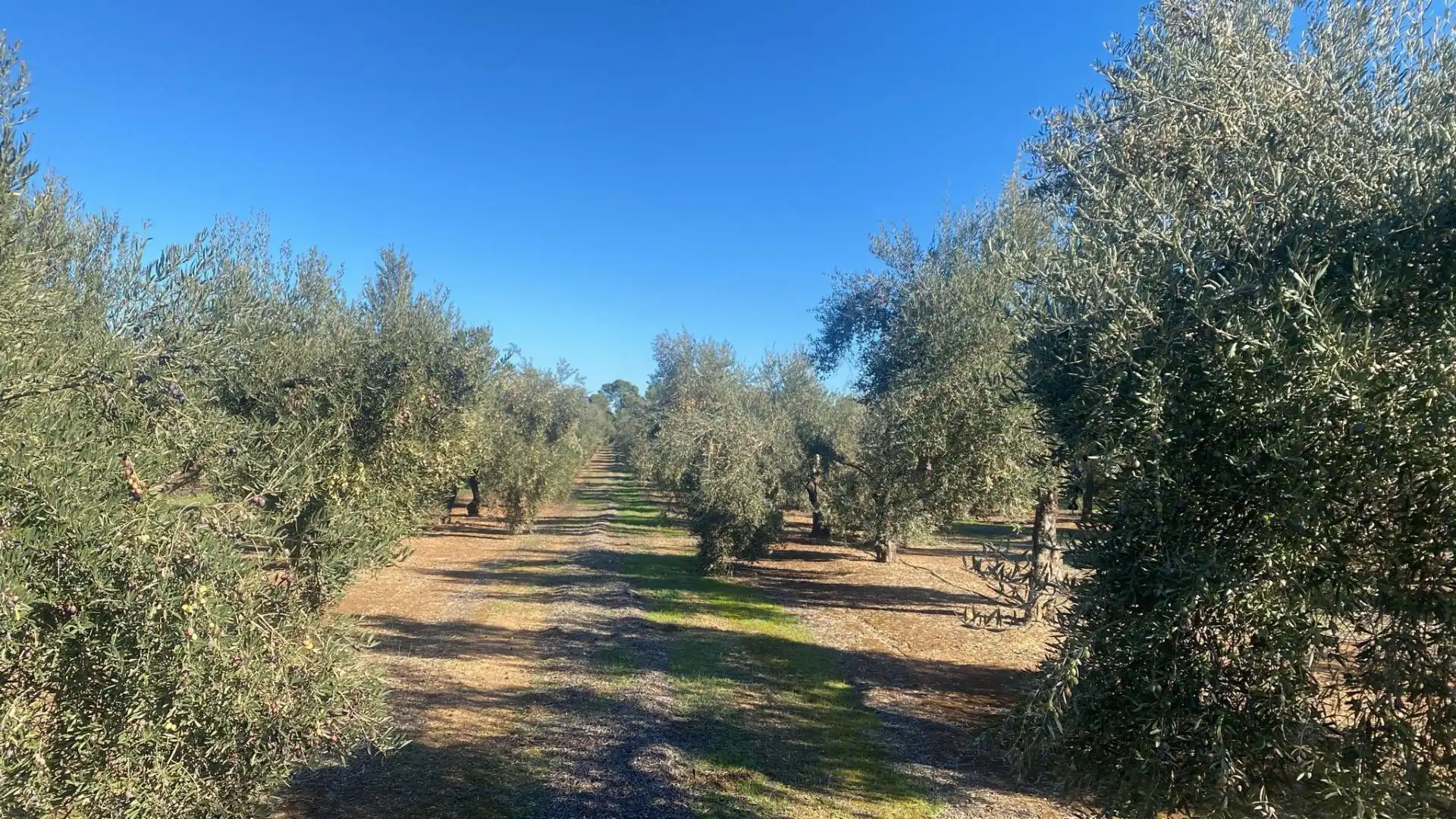 Terreni e lotti in vendita a Jabalquinto, imagen 8