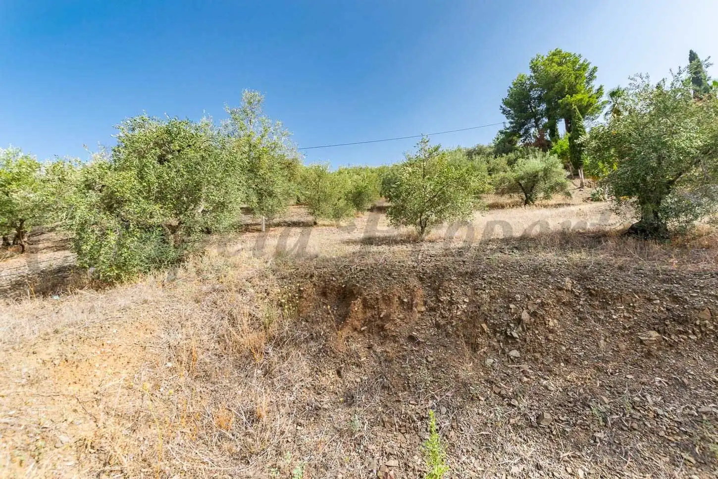 Terreny rústic en venda a Canillas de Albaida, imagen 3