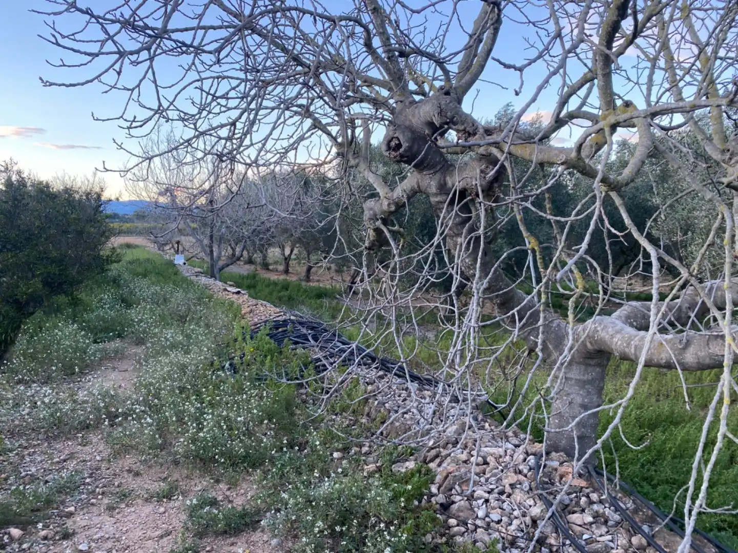 Jardí de Finca rústica en venda en Masdenverge amb Piscina