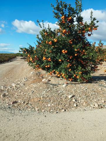 Terreno en Venta en Calle Orihuela, 13 en Orea