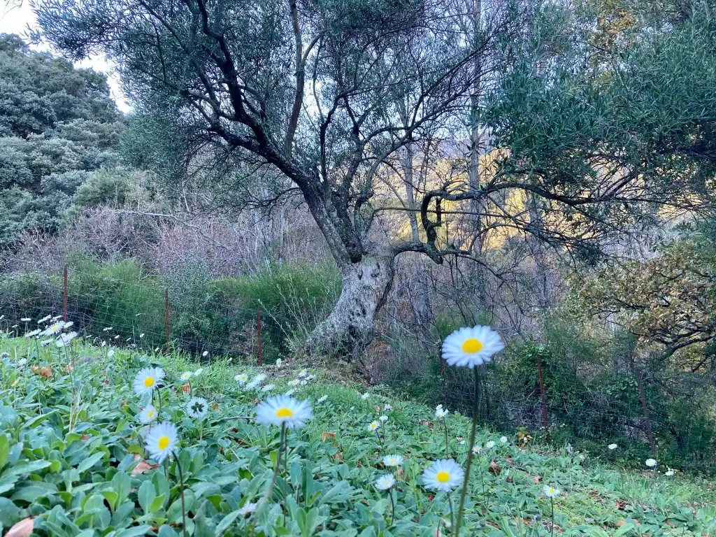 Jardín de Casa o chalet en venta en Benalauría