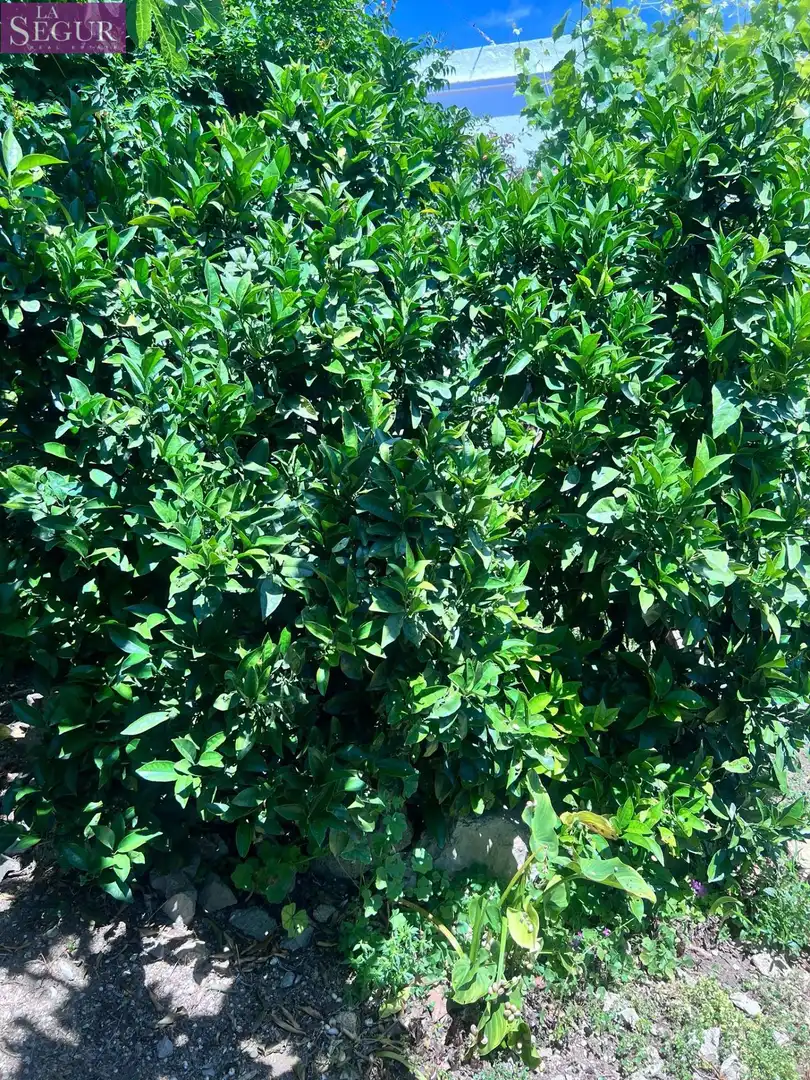 Jardí de Casa o xalet en venda en Vejer de la Frontera amb Jardí privat