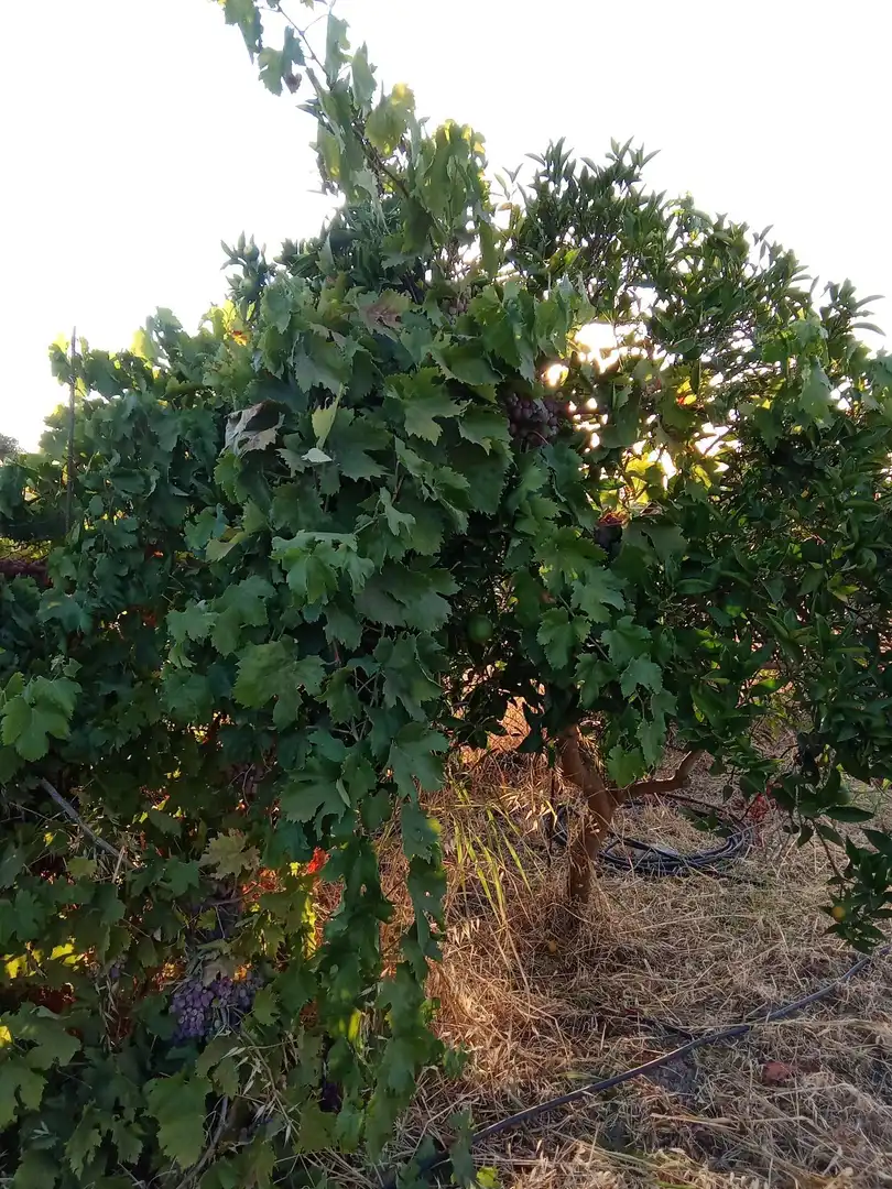 Land for sale in Almodóvar del Río