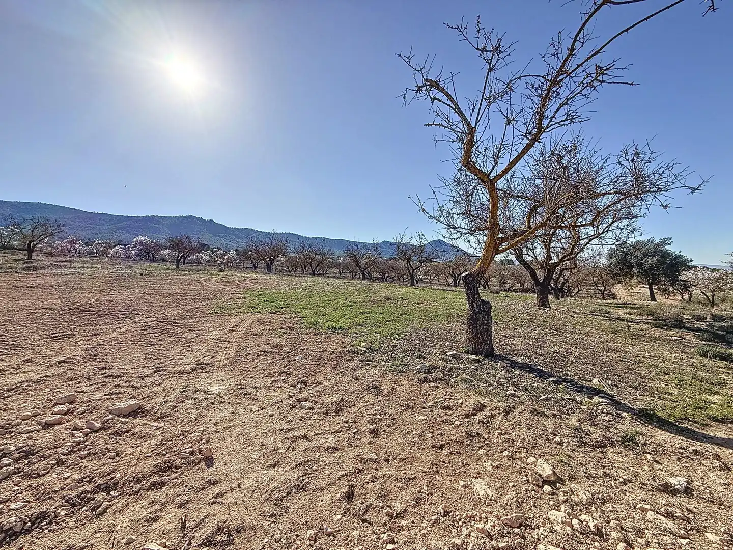 Terreno en venta en Biar