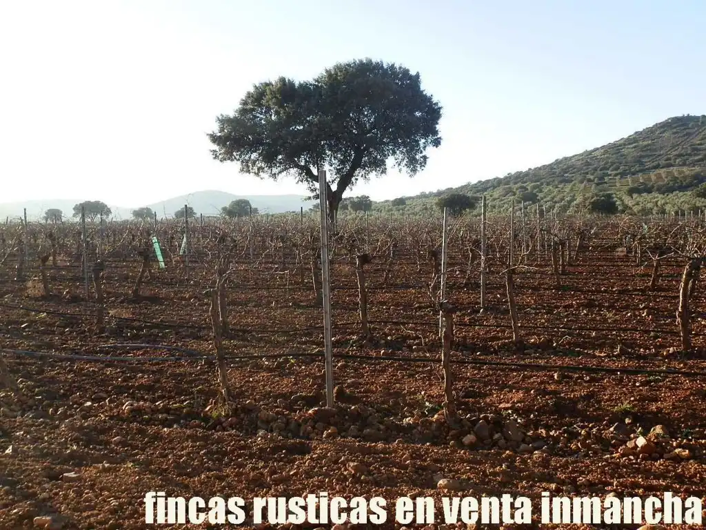 Terreno rústico en venta en Moral de Calatrava, imagen 7