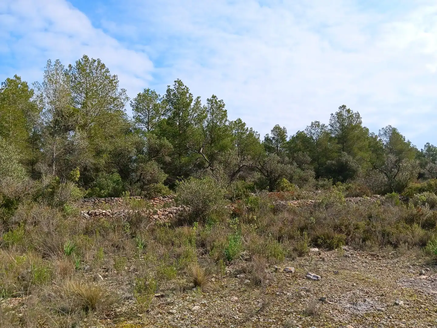 Lands and plots for sale in Ginestar, imagen 5
