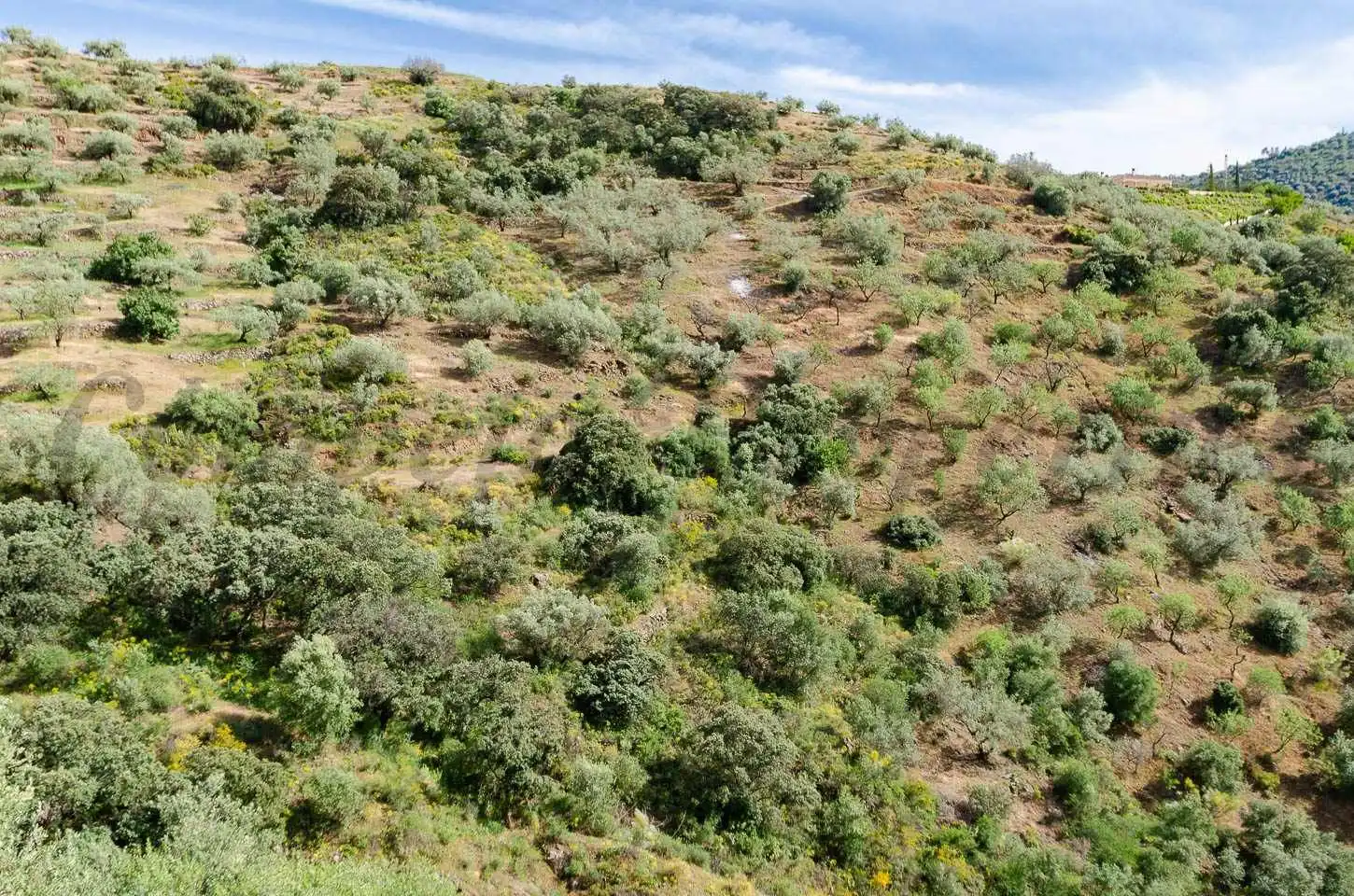 Terreno rústico en venta en Sedella, imagen 10