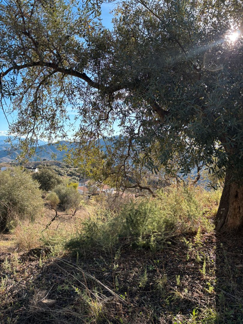 Casa o xalet en venda en Colmenar amb Jardí privat
