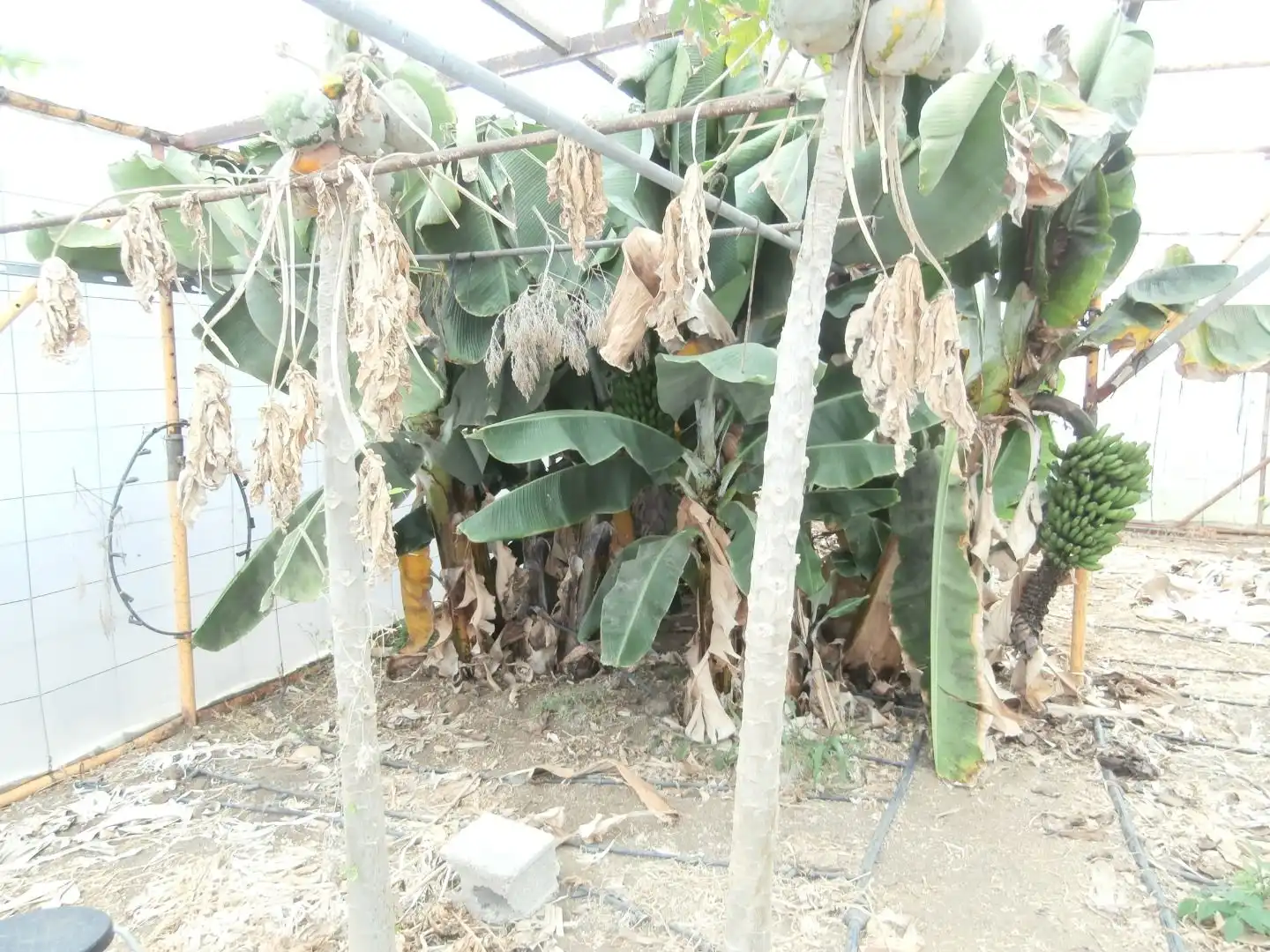 Finca rústica en venda a Camino Frontón, 147, Moya (Las Palmas)