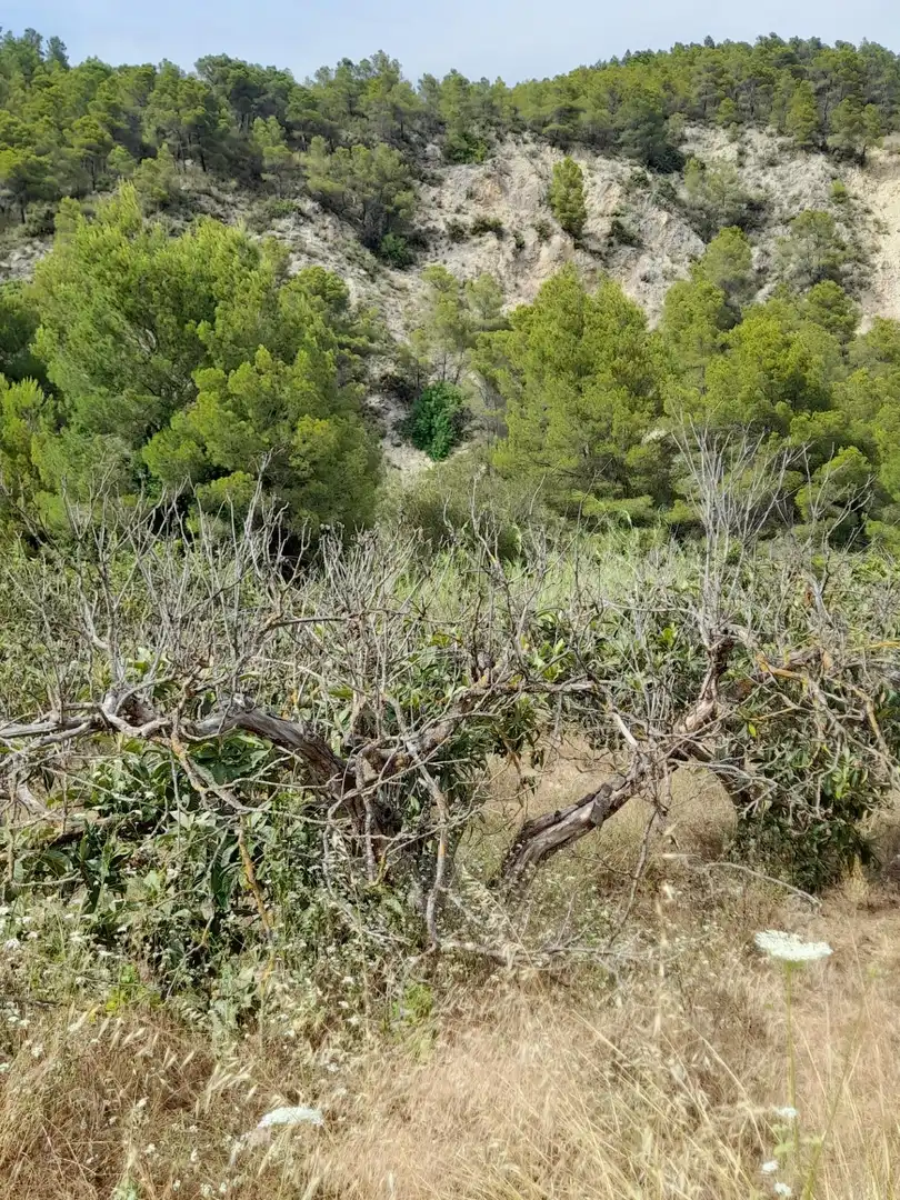Rustikales Grundstück zum Verkauf in El Castell de Guadalest, imagen 16