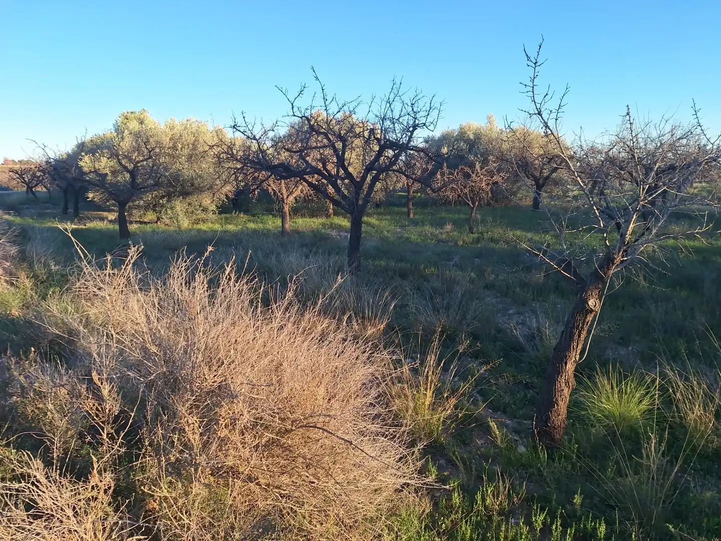 Terreny en venda en San Vicente del Raspeig / Sant Vicent del Raspeig