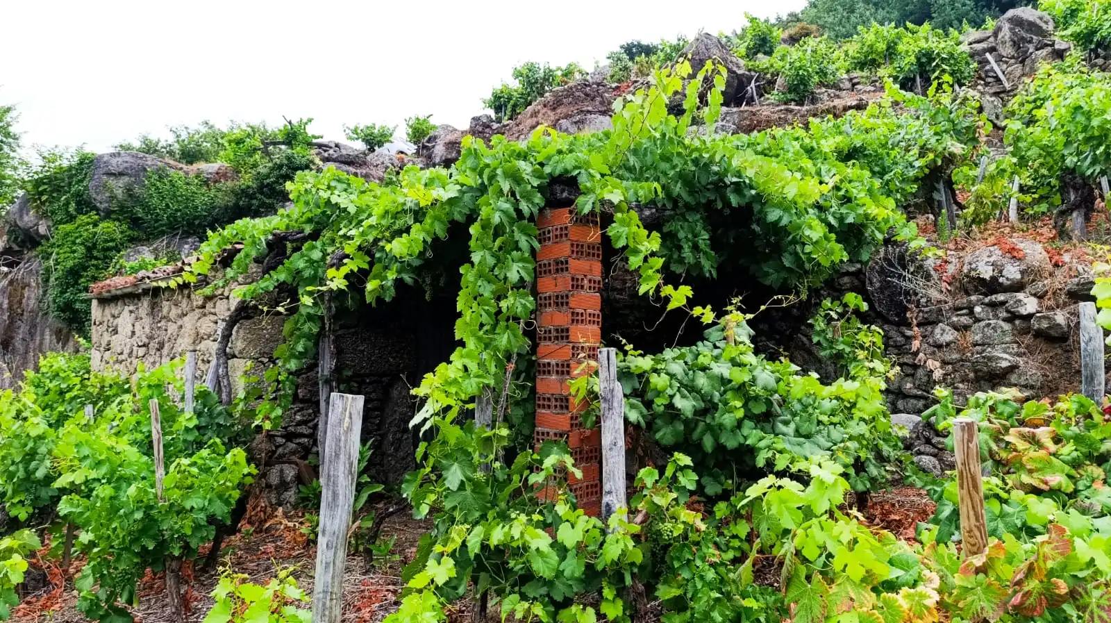Bungalow con jardín en venta en O Saviñao, imagen 7