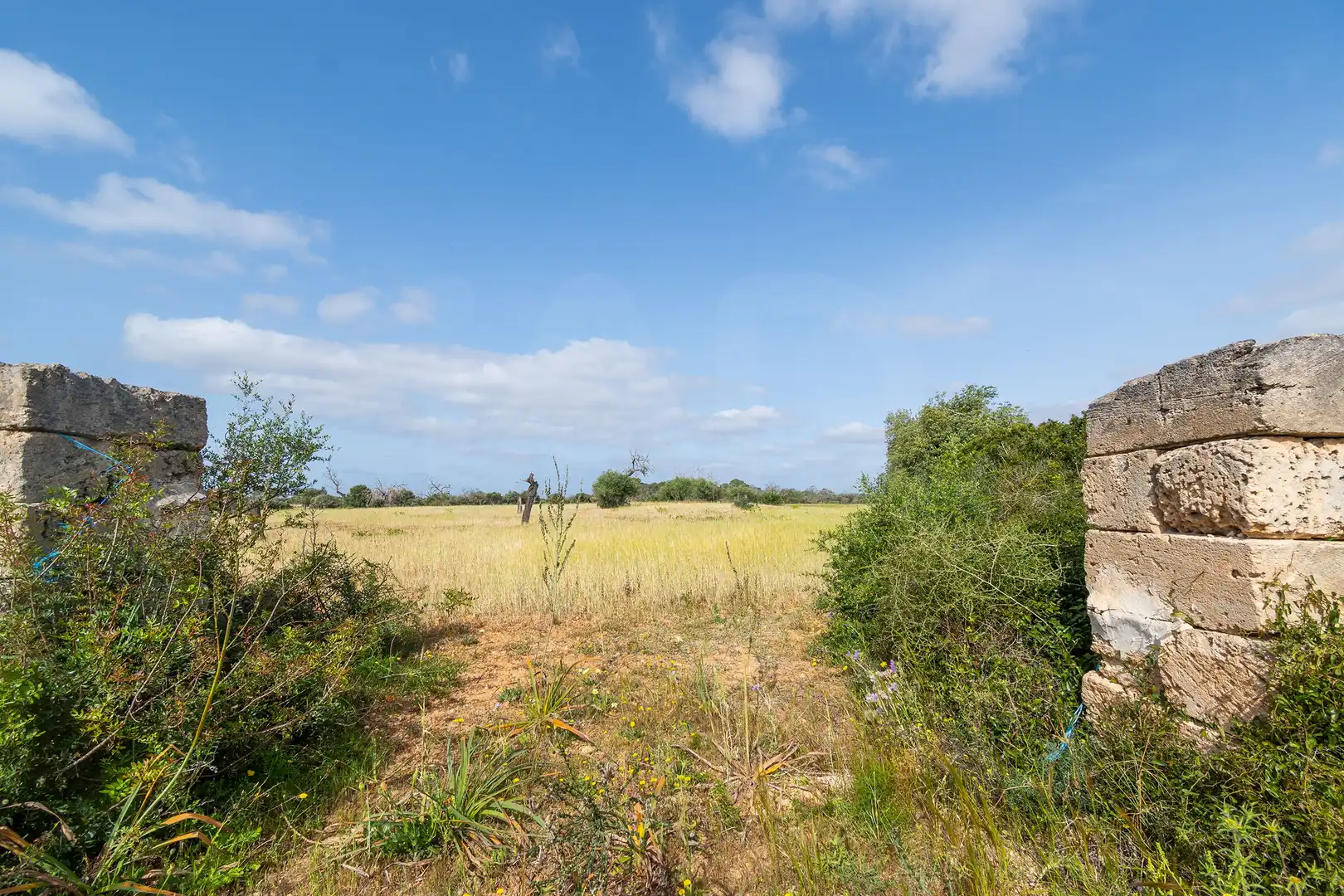 Terreno rustico in vendita a Llucmajor pueblo, imagen 12