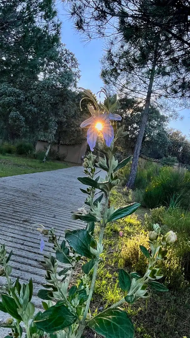 Jardín de Casa o chalet en venta en Los Navalucillos con Aire acondicionado, Calefacción y Jardín privado