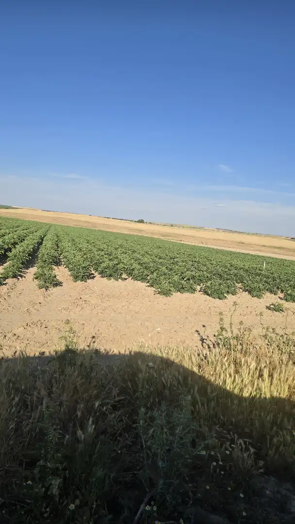 Terreno rustico in vendita a Ontígola, imagen 3