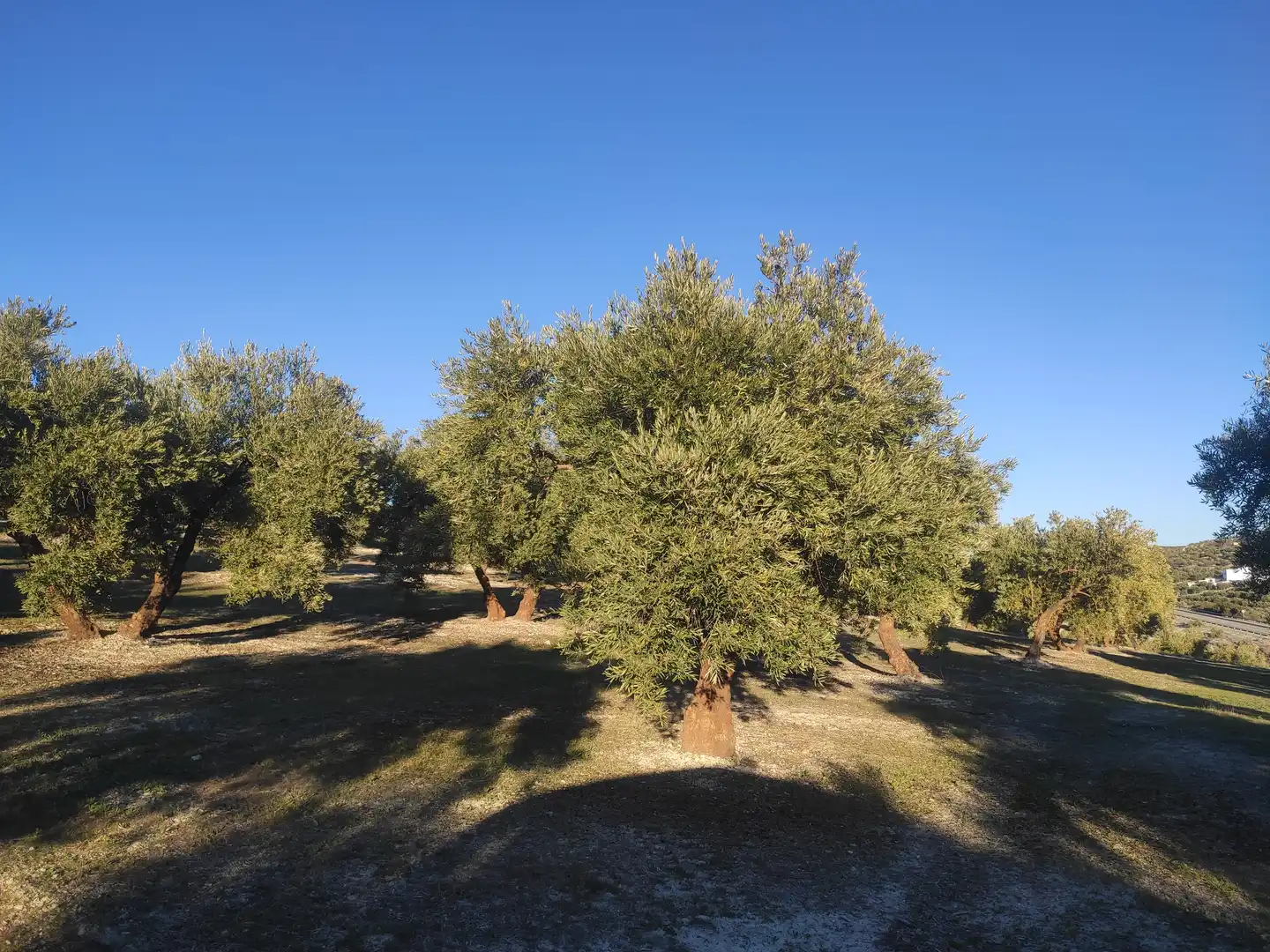 Terrain rustique à vendre à Baena, imagen 2