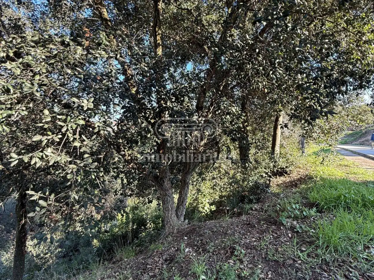 Terreno rústico en venta en Alella, imagen 3