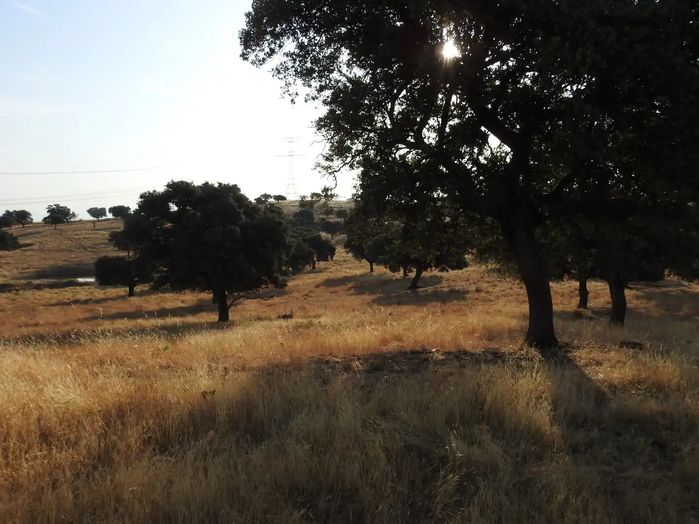 Land for sale in Villar del Pedroso