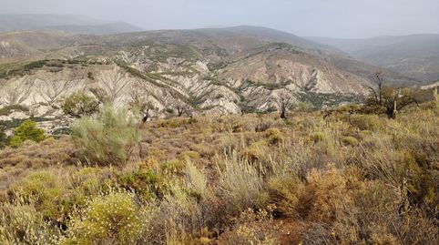 Terreno rústico en venta en Alcolea  17.000 m2 delante del pueblo, immagine 4