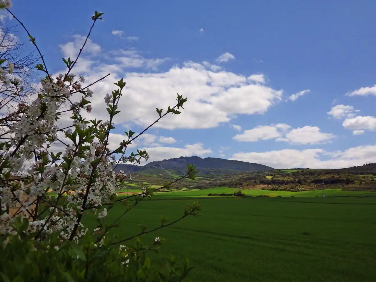 Vista exterior de Casa o chalet en venta en Berantevilla con Calefacción, Terraza y Amueblado
