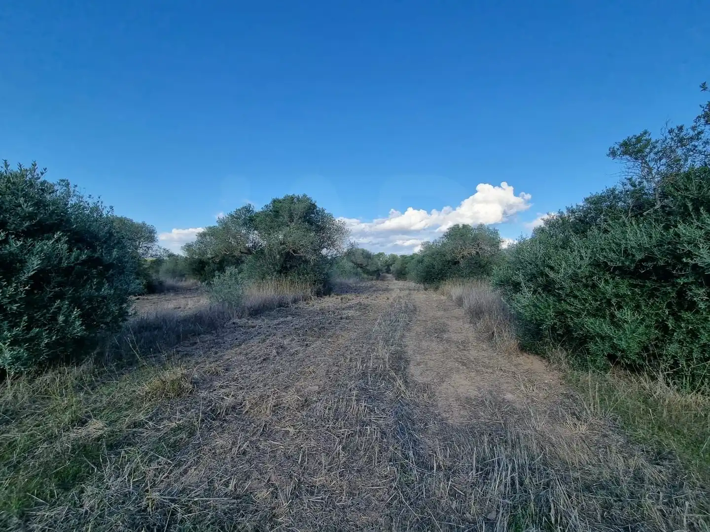 Grundstücke und Bauplätze zum Verkauf in poligono 14 parcela 31 Ginestar, imagen 14