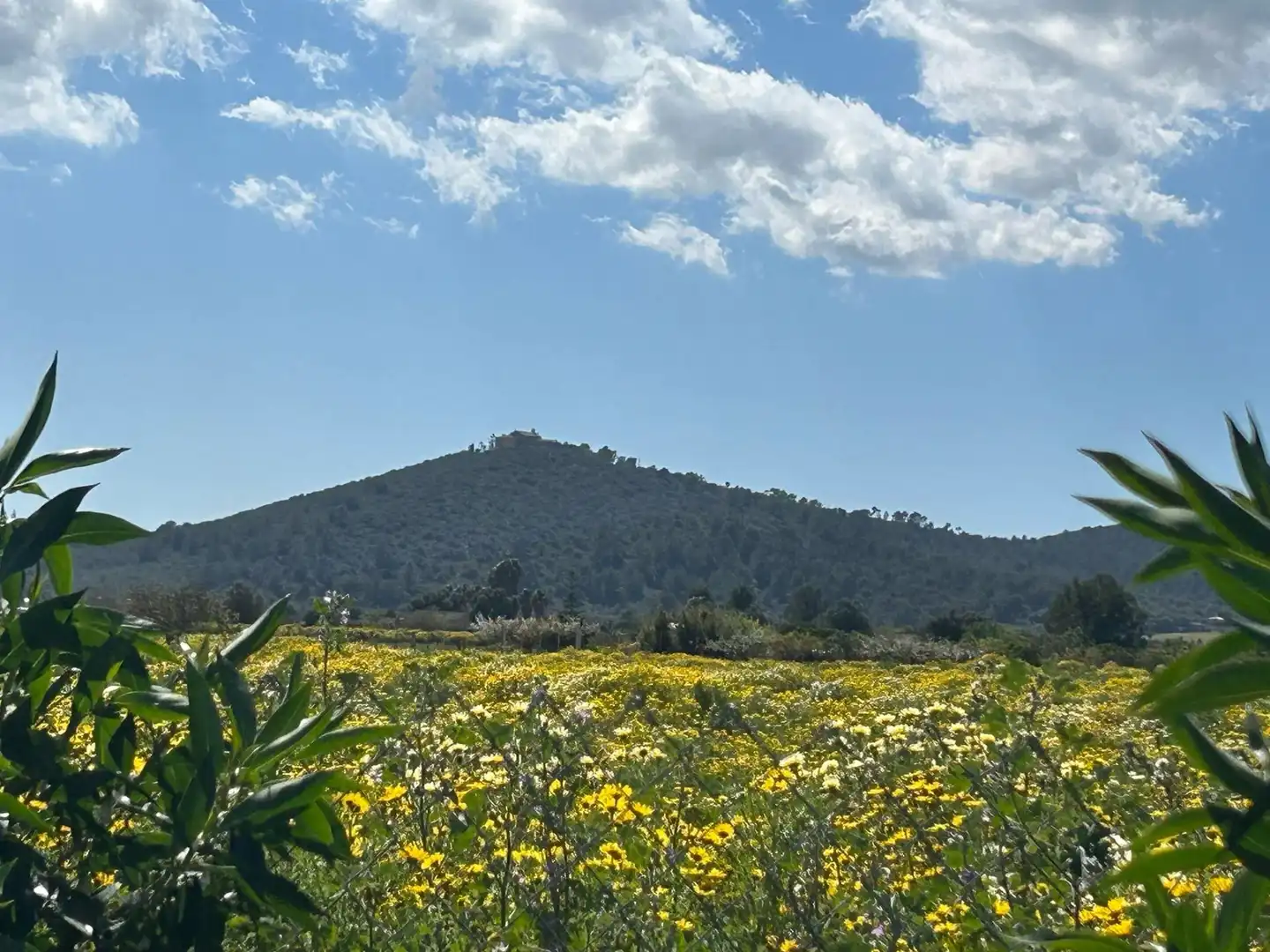 Terreno rústico en venta en Porreres