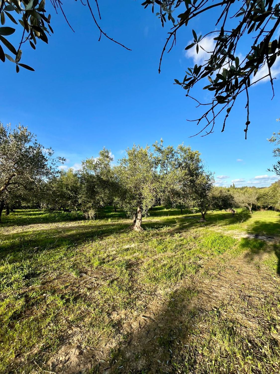 Country house for sale in Jerez de la Frontera