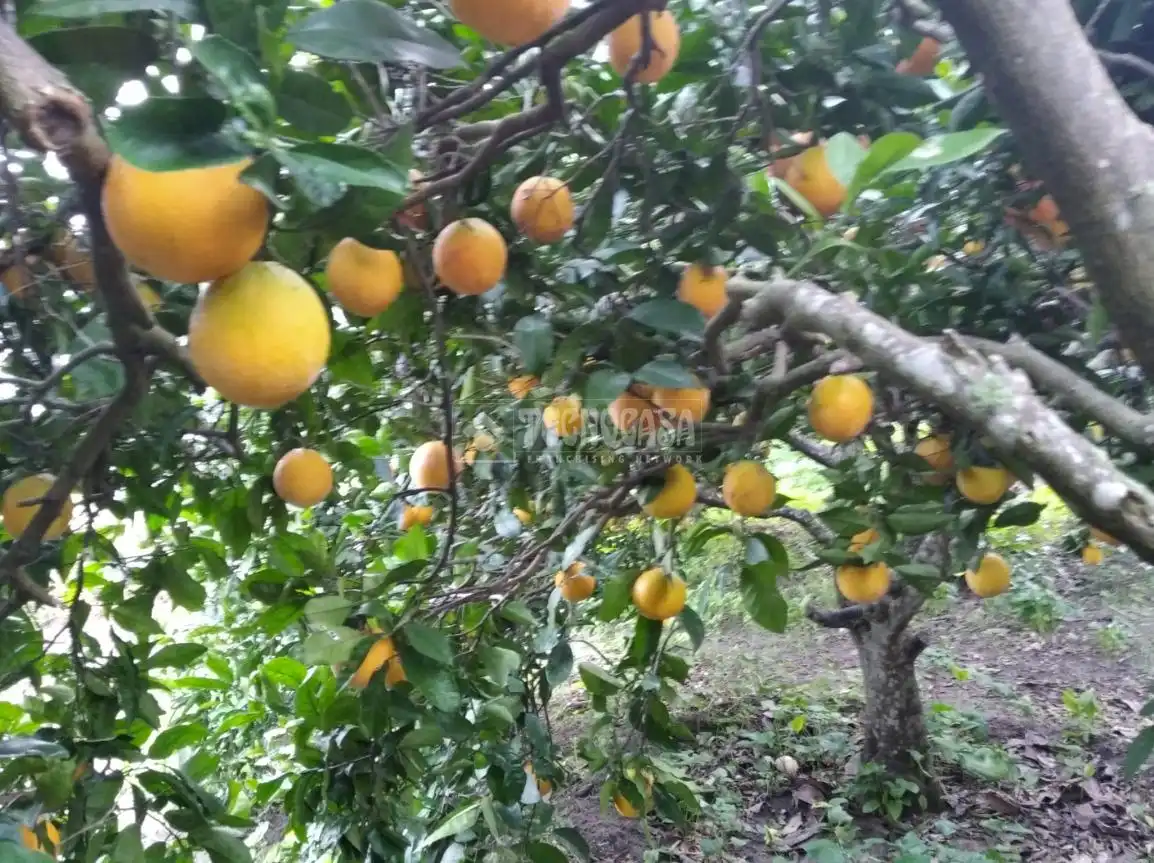 Terreno rustico in vendita a Barbate ciudad, imagen 10