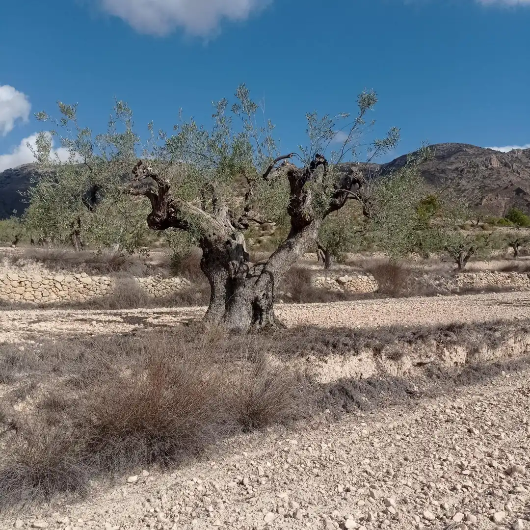 Terrain rustique à vendre à Hondón de las Nieves / El Fondó de les Neus, imagen 16