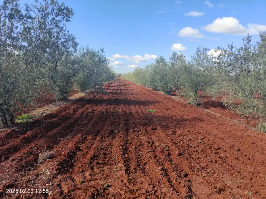 Grundstücke zum Verkauf in Almendralejo