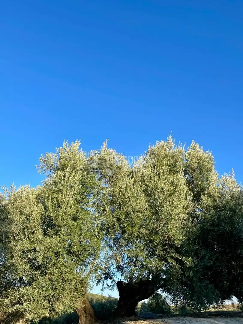 Terrenos y solares en venta en Úbeda