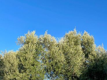 Terreno rustico in vendita a Úbeda