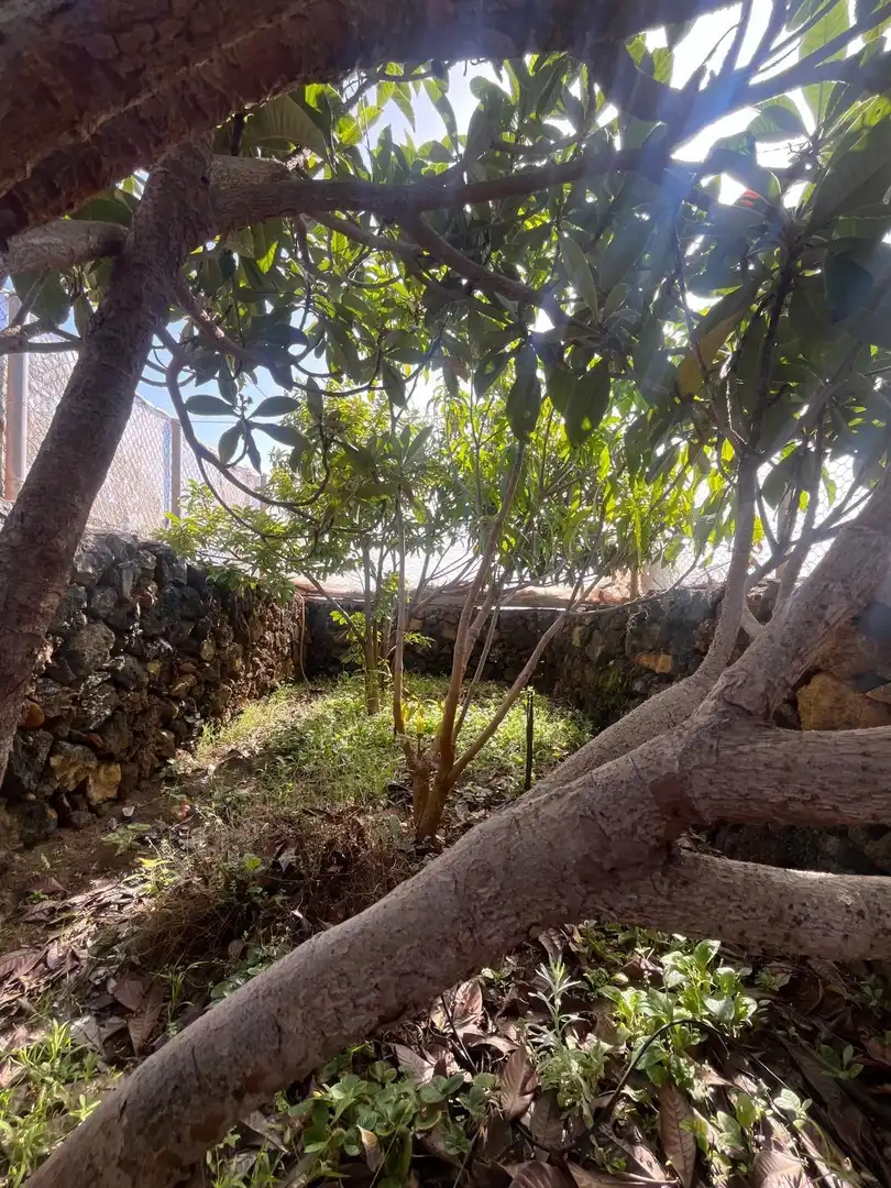 Jardín de Residencial en venta en El Pinar de El Hierro