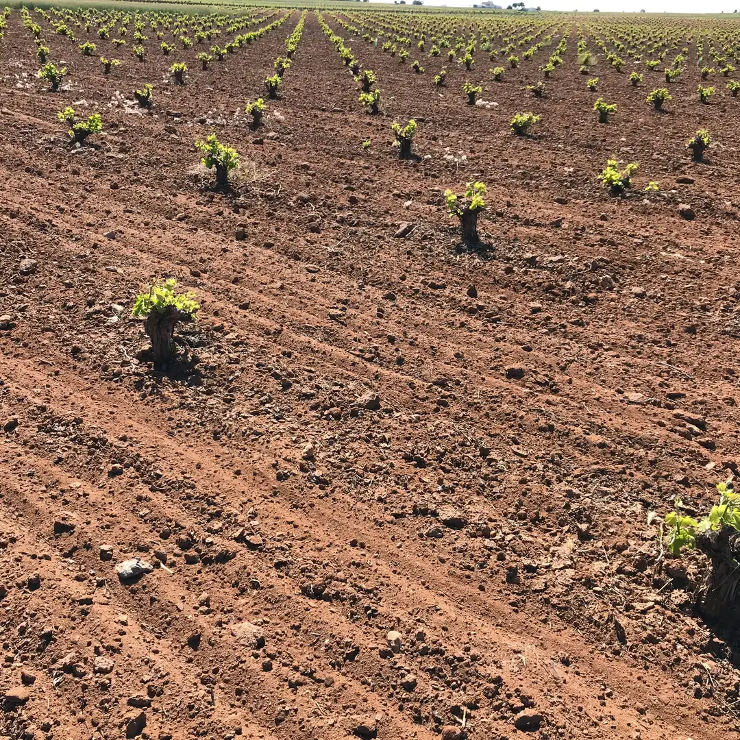 Terrenys i solars en venda a Mota del Cuervo, imagen 23