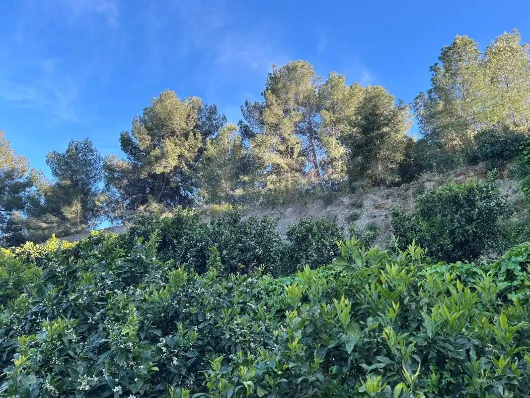 Finca rústica en venda en Oliva amb Moblat