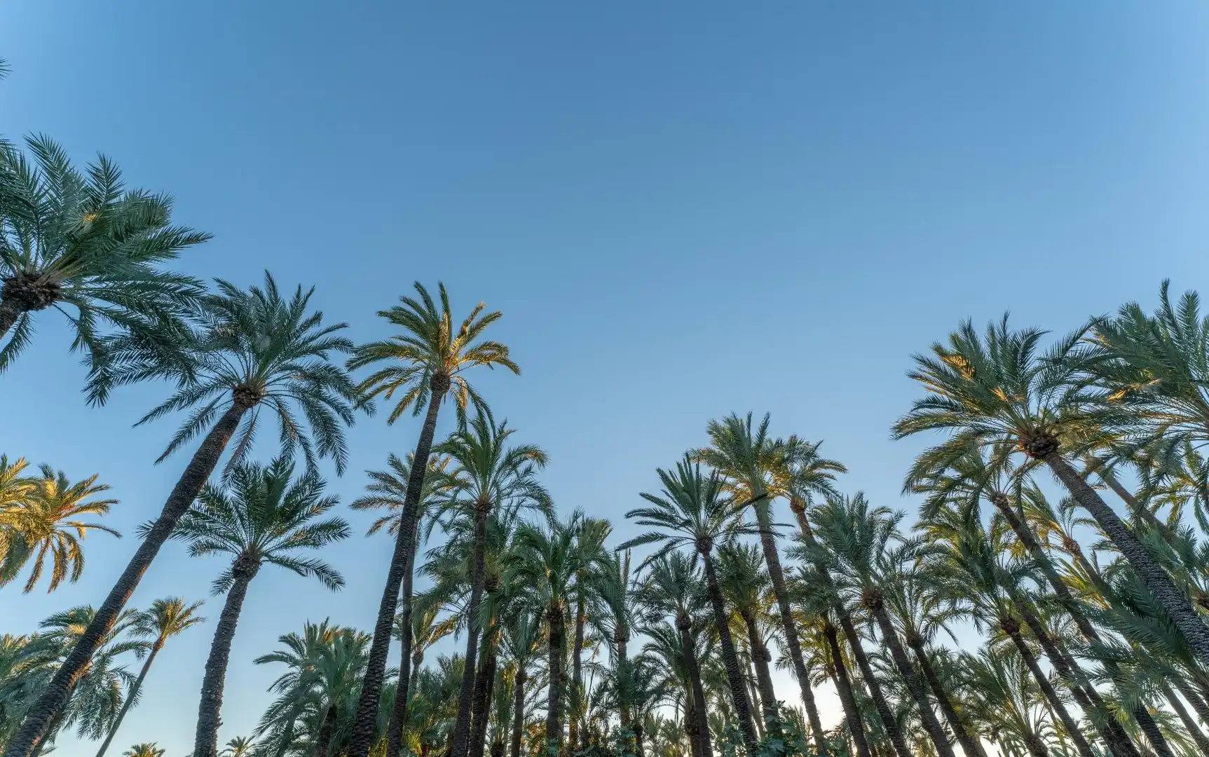 Vista exterior de Casa o chalet en venta en Elche / Elx con Aire acondicionado, Jardín privado y Terraza