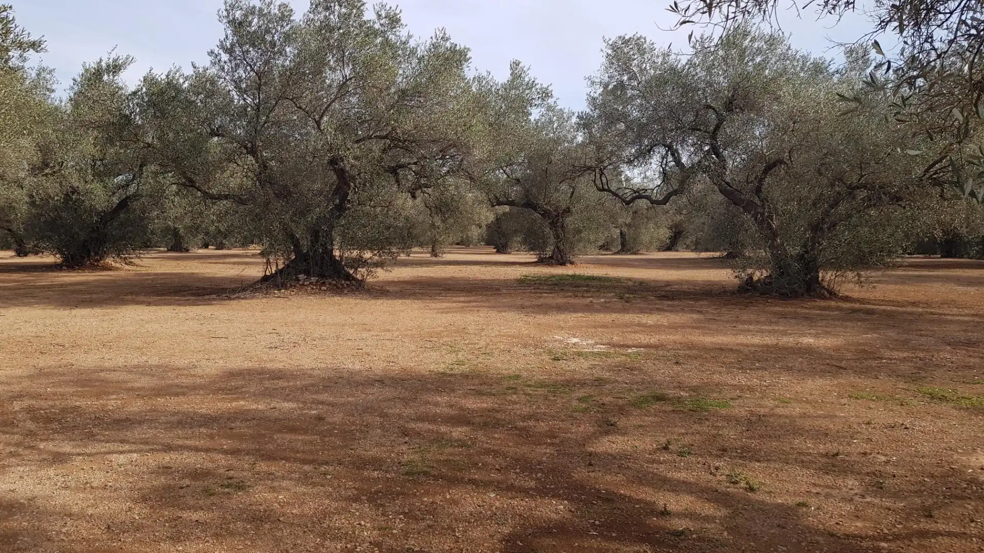 Finca rústica en venta en Mas de Barberans
