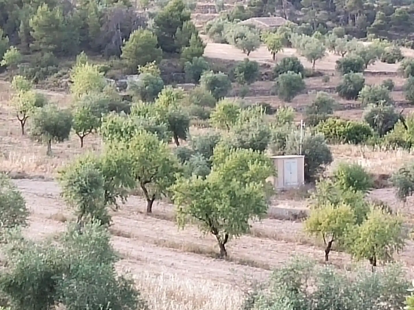 Terreno rústico en venta en Cervià de Les Garrigues, imagen 15