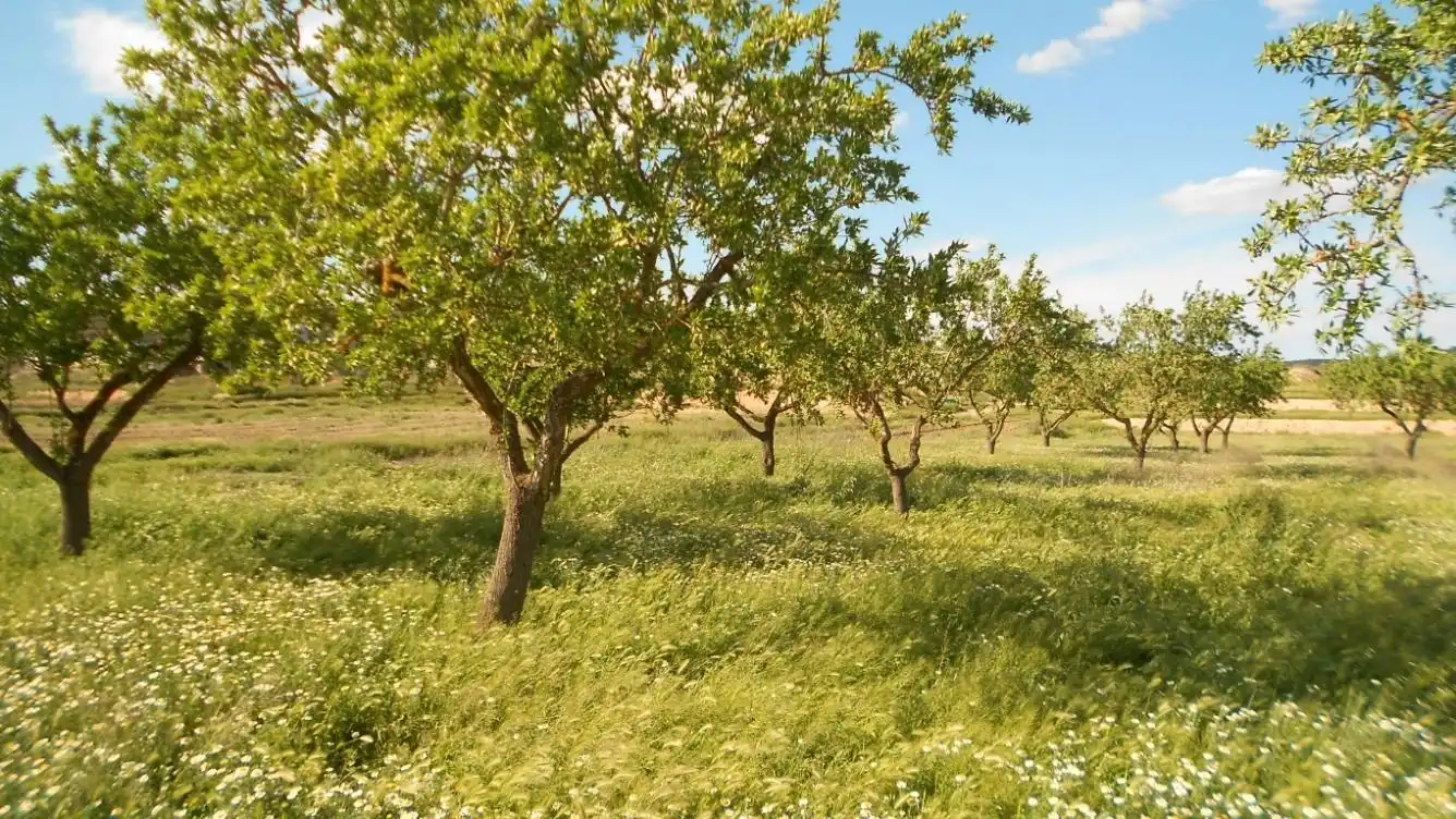Wohnbaugrundstück zum Verkauf in Batea