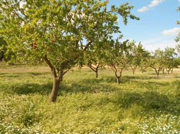 Wohnbaugrundstück zum Verkauf in Batea